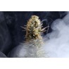 LA REINA DE AFRICA aka KABOOM · Kannabia Seed Company · sementes de maconha· Fem