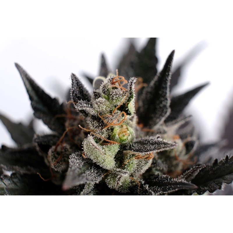LEMON HAZE AUTO · Kannabia Seed Company · semi di canapa · AutoFem