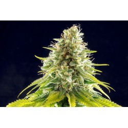 MATARO BLUE · Kannabia Seed...