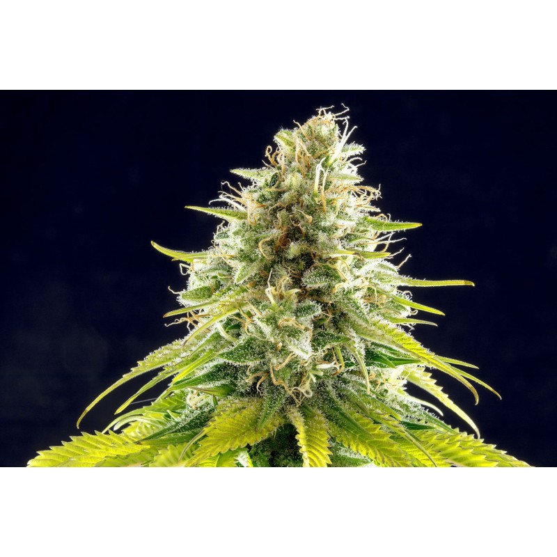 MATARO BLUE · Kannabia Seed Company · kenevir tohum · Disi · Fem