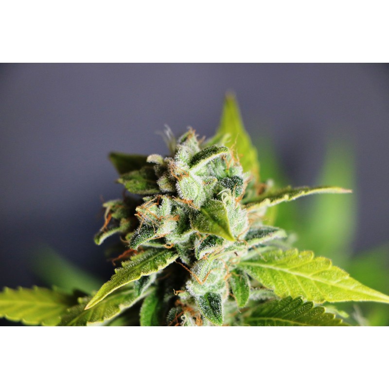 MIKROMACHINE AUTO · graines de cannabis · AutoFem