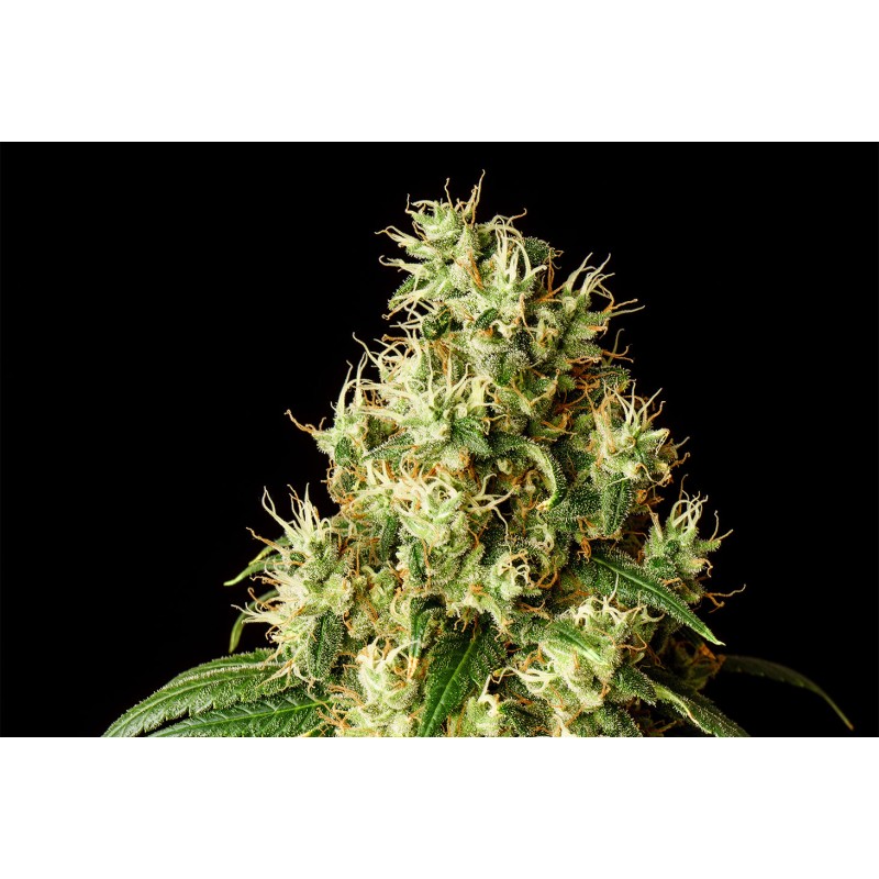 MIMOSA DREAM · Kannabia Seed Company · sementes de maconha · Fem