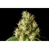 MIMOSA DREAM · Kannabia Seed Company · semillas de marihuana · Fem