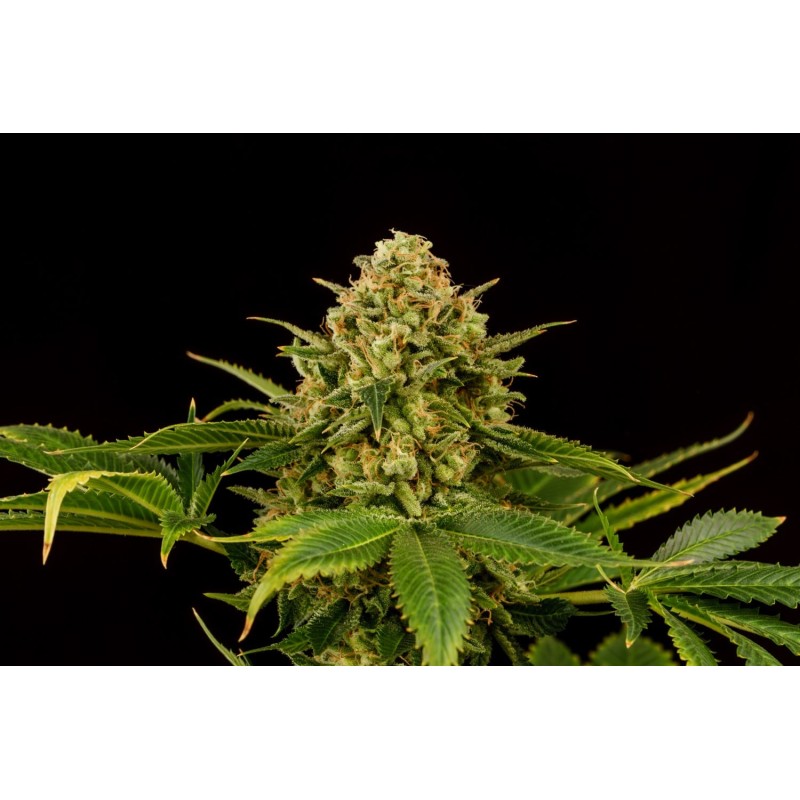 MONKEY GREASE · Kannabia Seed Company · semi di canapa · Fem