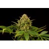 MONKEY GREASE · Kannabia Seed Company · sementes de maconha · Fem