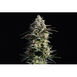 PURE SKUNK GO FAST ·...