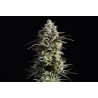 PURE SKUNK GO FAST · Kannabia Seed Company · cannabis samen · Fem