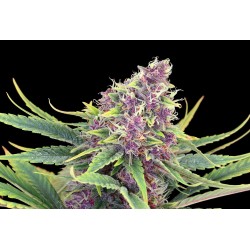 PURPLE KUSH · Kannabia Seed...