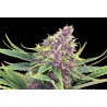PURPLE KUSH · Kannabia Seed Company · kenevir tohum · Disi · Fem