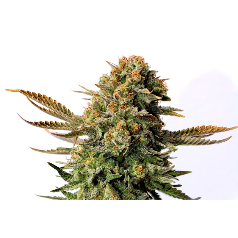 RUSSIAN DOLL · Kannabia Seed Company · cannabis seeds · Fem