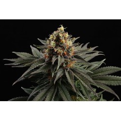 SATIVA DREAM · Kannabia...