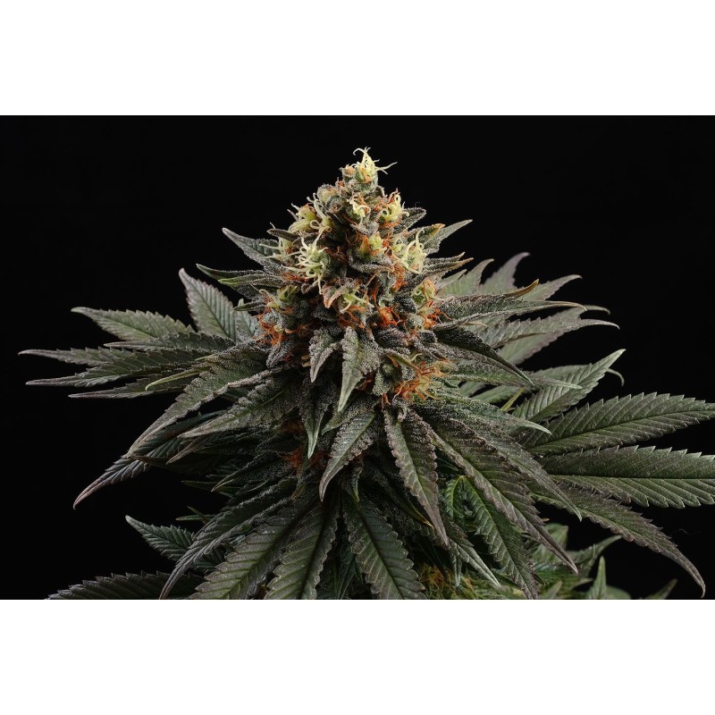 SATIVA DREAM · Kannabia Seed Company · cannabis samen · Fem