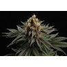 SATIVA DREAM · Kannabia Seed Company · cannabis seeds · Fem