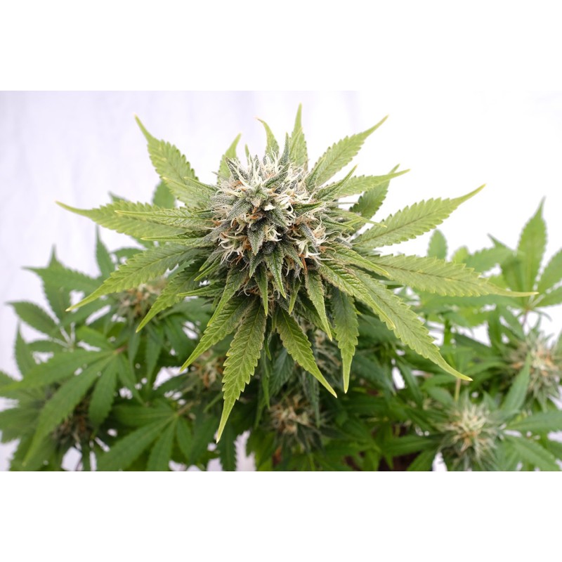 SILVER WIDOW· Kannabia Seed Company · cannabis seeds · Fem