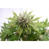 SILVER WIDOW · Kannabia Seed Company · sementes de maconha · Fem