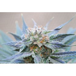 SKUNK + · Kannabia Seed...