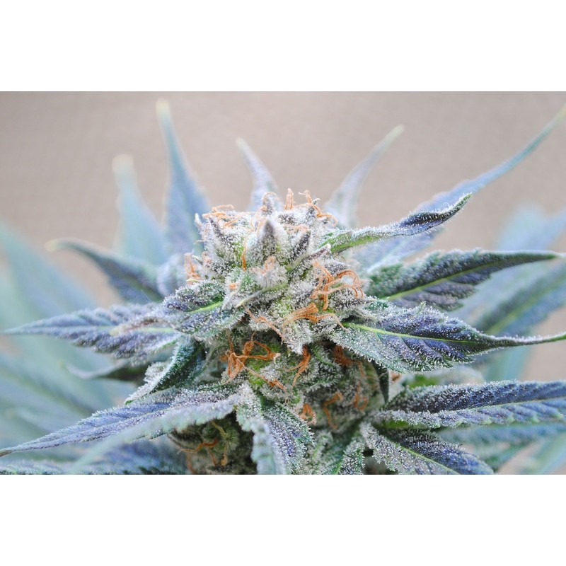 SKUNK + · Kannabia Seed Company · sementes de maconha · Fem