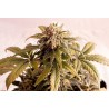 SPEEDY BOOM AUTO · Kannabia Seed Company · graines de cannabis · AutoFem