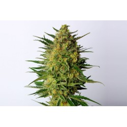 SUPER AK · Kannabia Seed...
