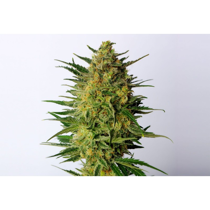 SUPER AK · Kannabia Seed Company · cannabis seeds · Fem