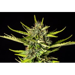 STRAWBERRY HAZE AUTO ·...