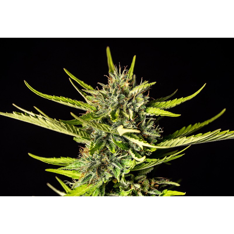 STRAWBERRY HAZE AUTO · Kannabia Seed Company · semi di canapa · AutoFem