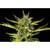 STRAWBERRY HAZE AUTO · Kannabia Seed Company · semi di canapa · AutoFem