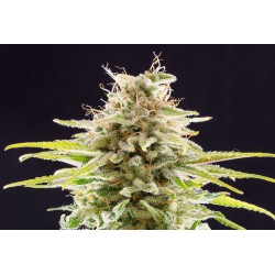 SUPER OG KUSH · Kannabia...