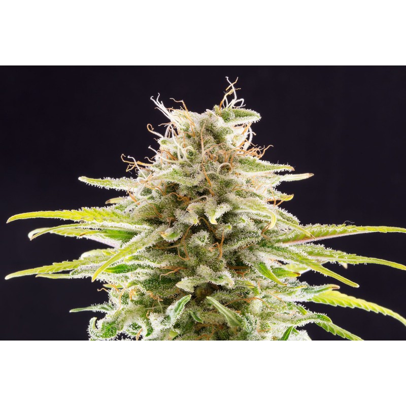 SUPER OG KUSH · Kannabia Seed Company · graines de cannabis · Fem