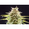 SUPER OG KUSH · Kannabia Seed Company · semillas de marihuana · Fem