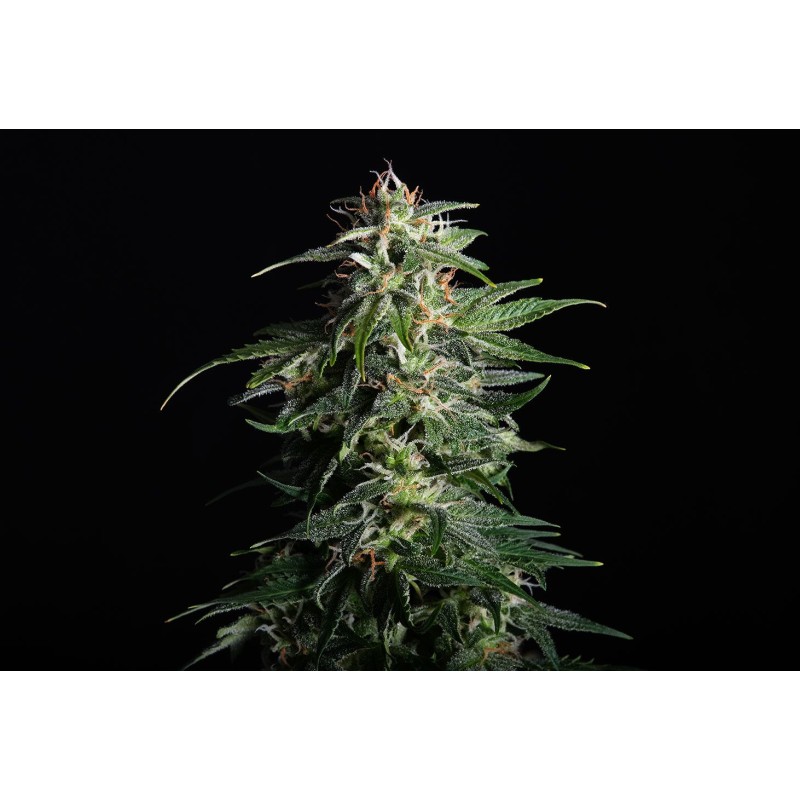 SWISS DREAM AUTO CBD · Kannabia Seed Company · graines de cannabis · AutoFem