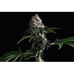 SWISS DREAM CBD · Kannabia...