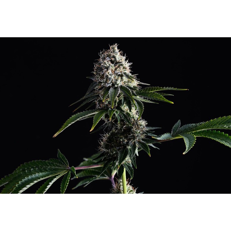 SWISS DREAM CBD · Kannabia Seed Company · kenevir tohum · Disi · Fem