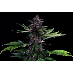 SWISS DREAM ROSE AUTO CBD ·...