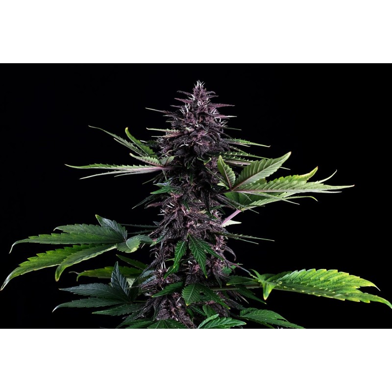 SWISS DREAM ROSE AUTO CBD · Kannabia Seed Company · semillas de marihuana · Fem