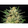 THAI FANTASY · Kannabia Seed Company · sementes de maconha · Fem