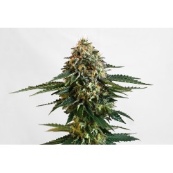 THCV · Kannabia Seed...
