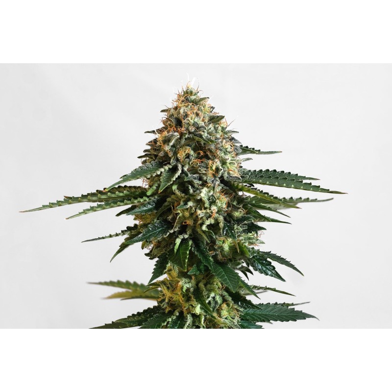 THCV · Kannabia Seed Company · semi di canapa · Fem