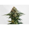 THCV · Kannabia Seed Company · sementes de maconha · Fem