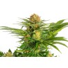 WHITE DOMINA · Kannabia Seed Company · cannabis seeds · Fem