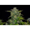 ZKITTLEZ AUTO · Kannabia Seed Company · graines de cannabis · AutoFem
