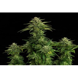 ZKITTLEZ · Kannabia Seed...
