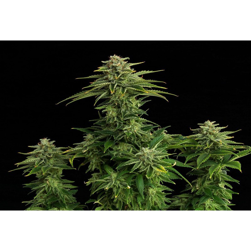 ZKITTLEZ · Kannabia Seed Company · sementes de maconha · Fem