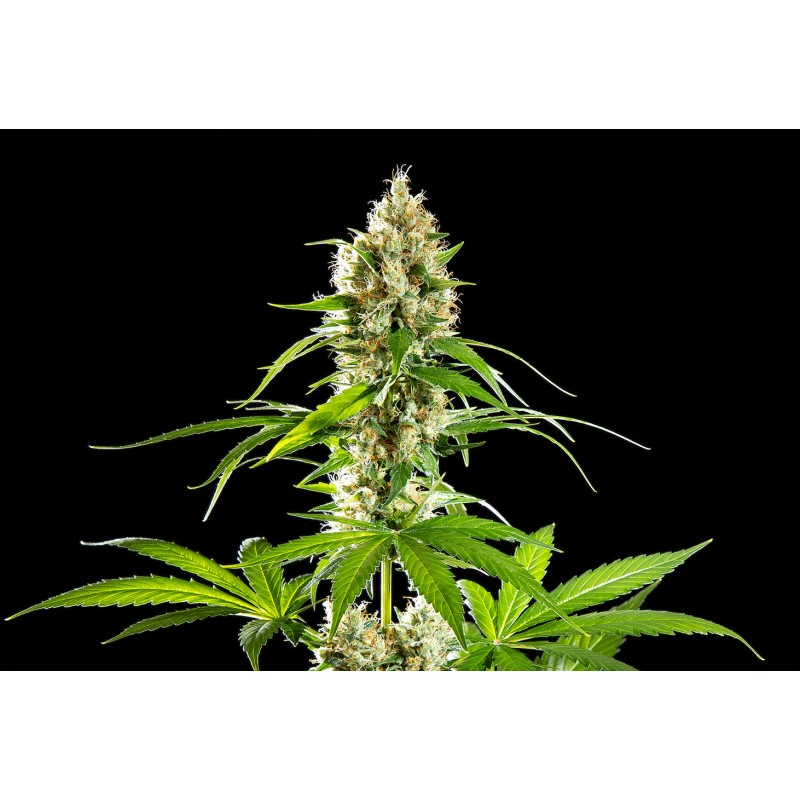 SUNSET SHERBET · Kannabia Seed Company · cannabis samen · Fem