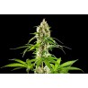 SUNSET SHERBET · Kannabia Seed Company · sementes de maconha · Fem