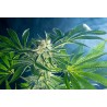 RAINBOW SHERBET 11 · Kannabia Seed Company · cannabis samen · Fem