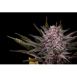 PINK GELATO · Kannabia Seed...