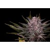 PINK GELATO · Kannabia Seed Company · cannabis samen · Fem