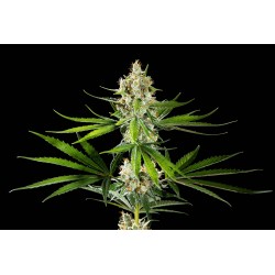 OREOZ USA · Kannabia Seed...