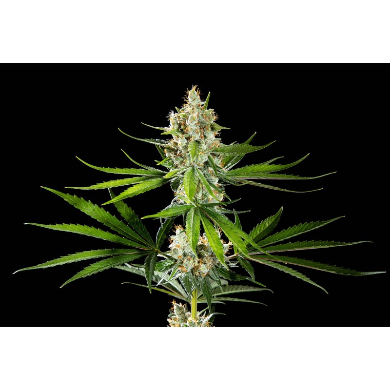 OREOZ USA · Kannabia Seed Company · cannabis samen · Fem